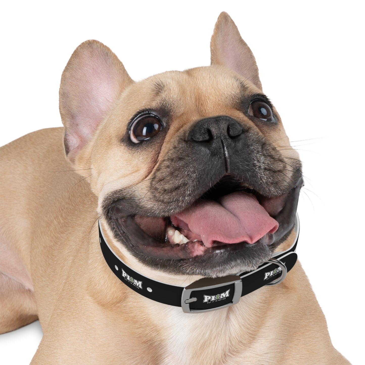 Put It In Motion Dog Collar